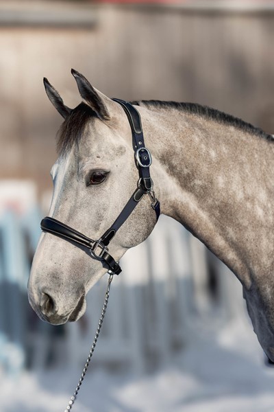 Licol mix nylon / cuir HFI