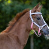 Licol Frontal QHP Foal