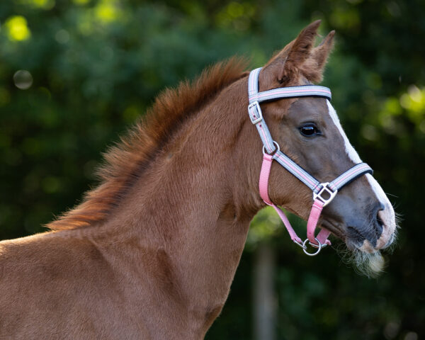 Licol Frontal QHP Foal