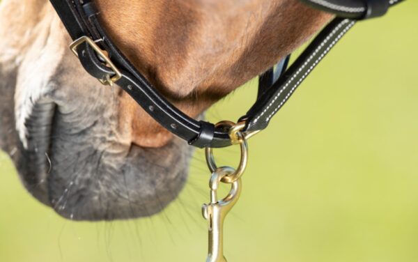 Licol cuir noir coutures crème HFI