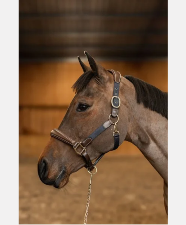 Licol mix nylon / cuir HFI