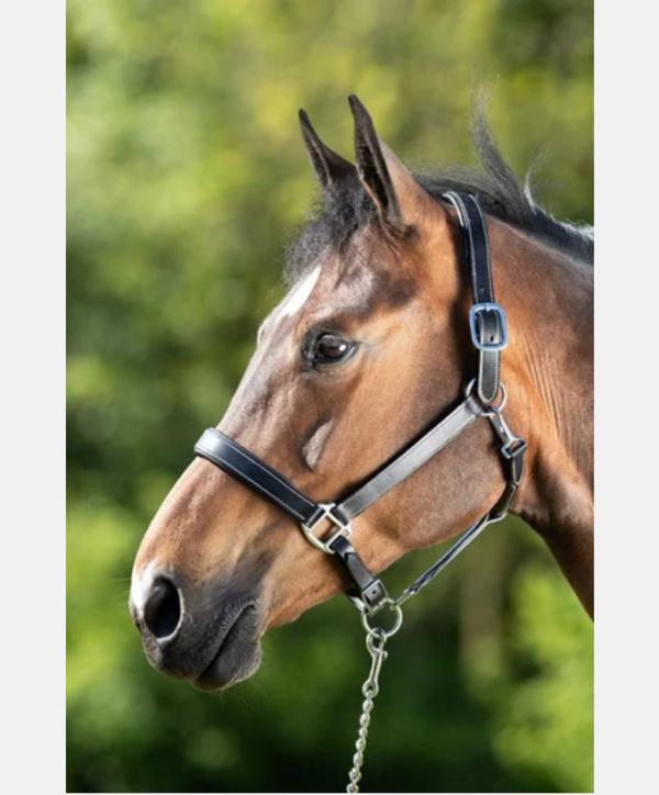 Licol cuir noir "Flat" HFI