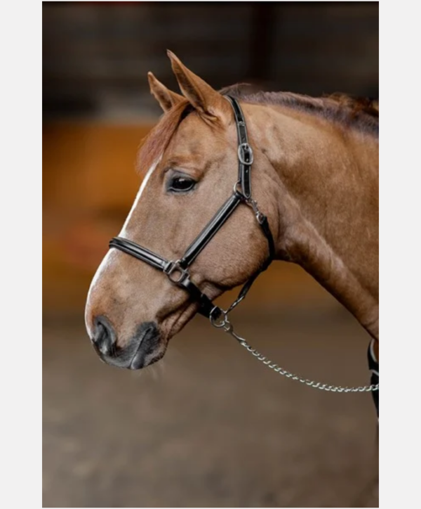 Licol cuir "Little Groom" noir HFI