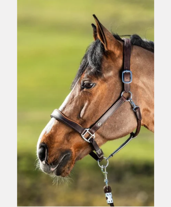 Licol "Two-Tone" cuir brun/cognac