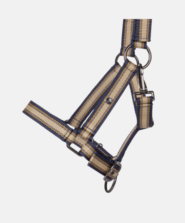 Licol poulain QHP collection