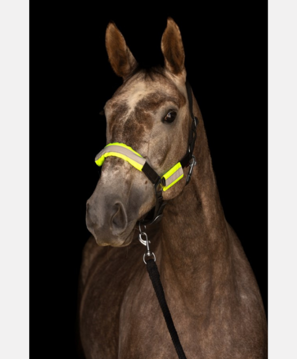 Kit bridon + licol réfléchissants