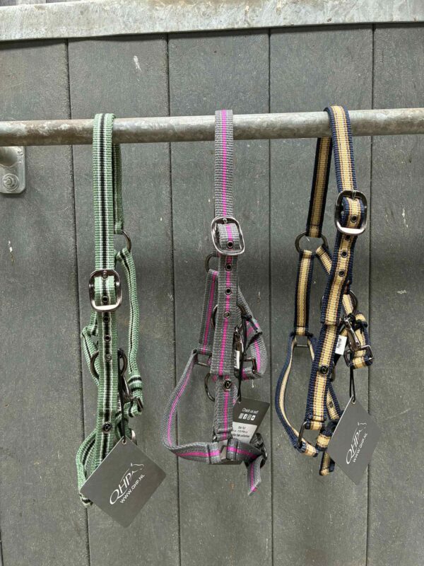 Licol poulain QHP collection