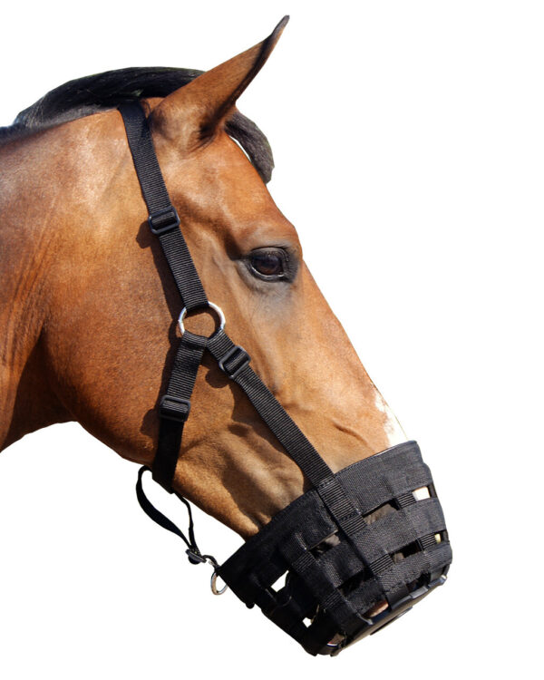 Panier de jeune avec licol QHP