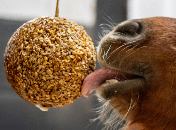 Capture d’écran 2025-09-13 à 17.13.57 Likit boule Granola