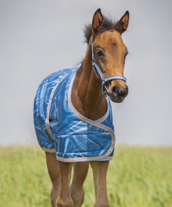 Couverture poulain QHP