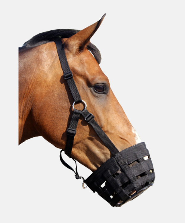 Panier de jeune avec licol QHP